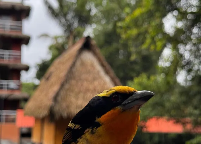 Cuyabeno Nature Eco Lodge